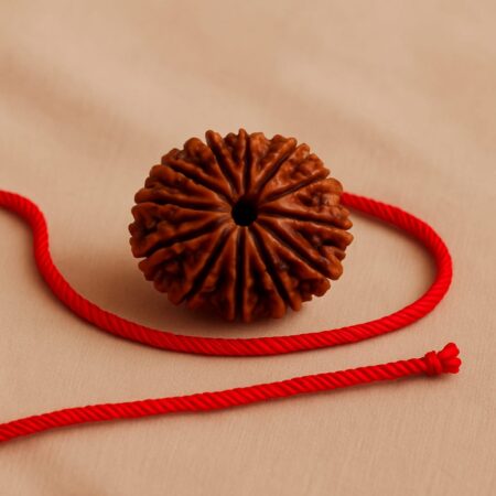 12 Mukhi Rudraksha