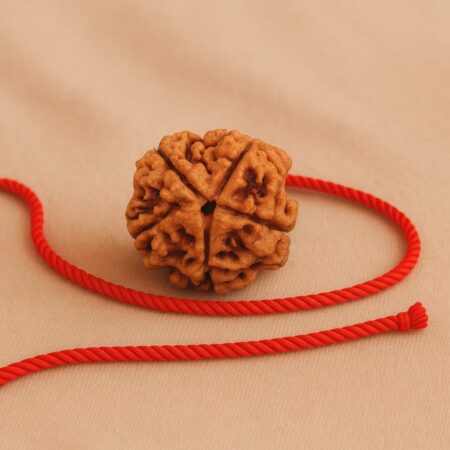 5 Mukhi Rudraksha