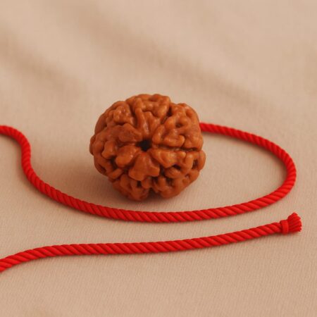 3 Mukhi Rudraksha