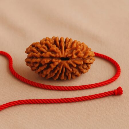 2 Mukhi Rudraksha